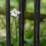 Brideweir House Rentals